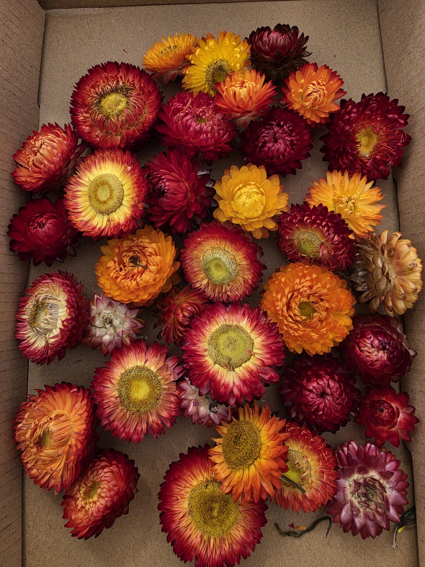 Organic Dried Strawflowers – Yellow, Orange, Red for Crafts, Wedding decorations