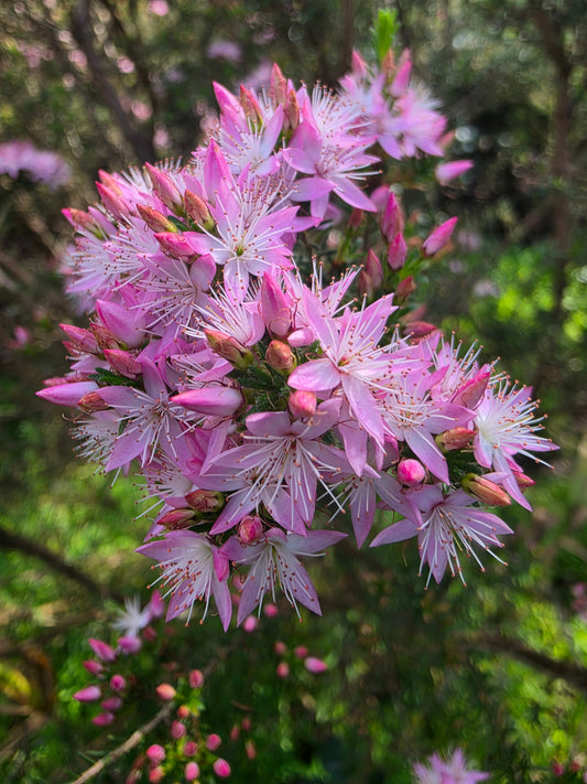 Australian Natives - Calytrix tetragona