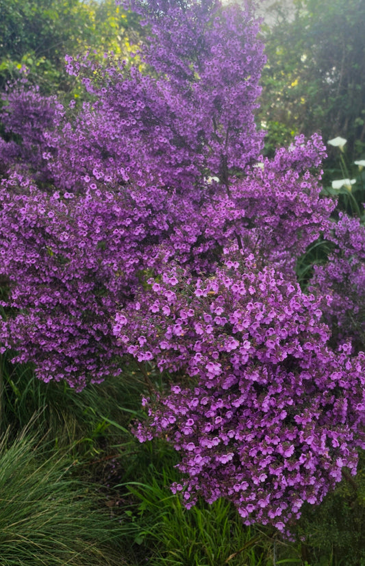 Why your garden needs Native Thyme