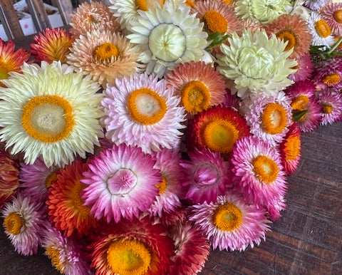 Strawflowers