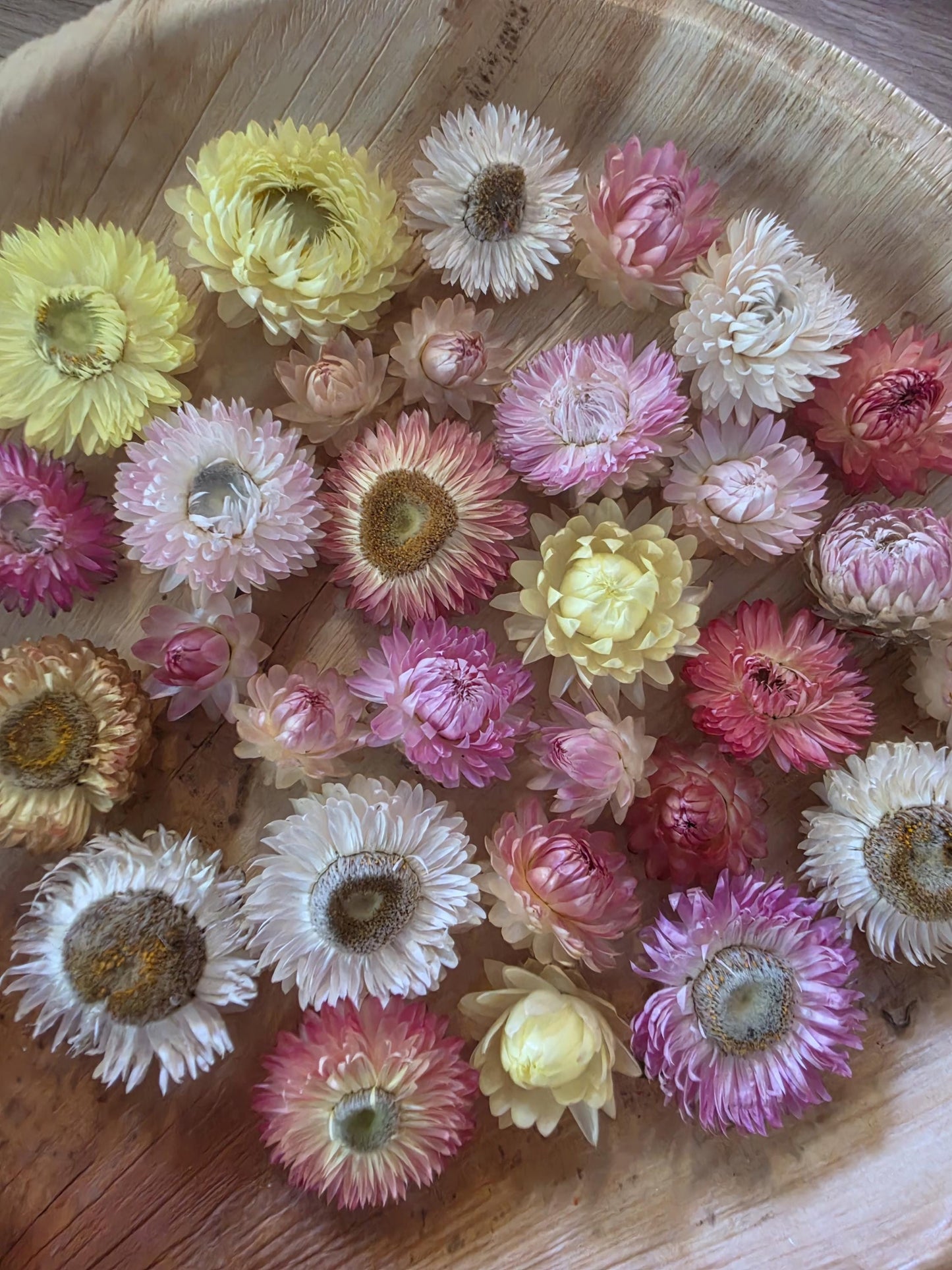 Organic Pastel Strawflowers – Apricot, Cream, Pink Dried Flowers for Art, Crafts and Weddings