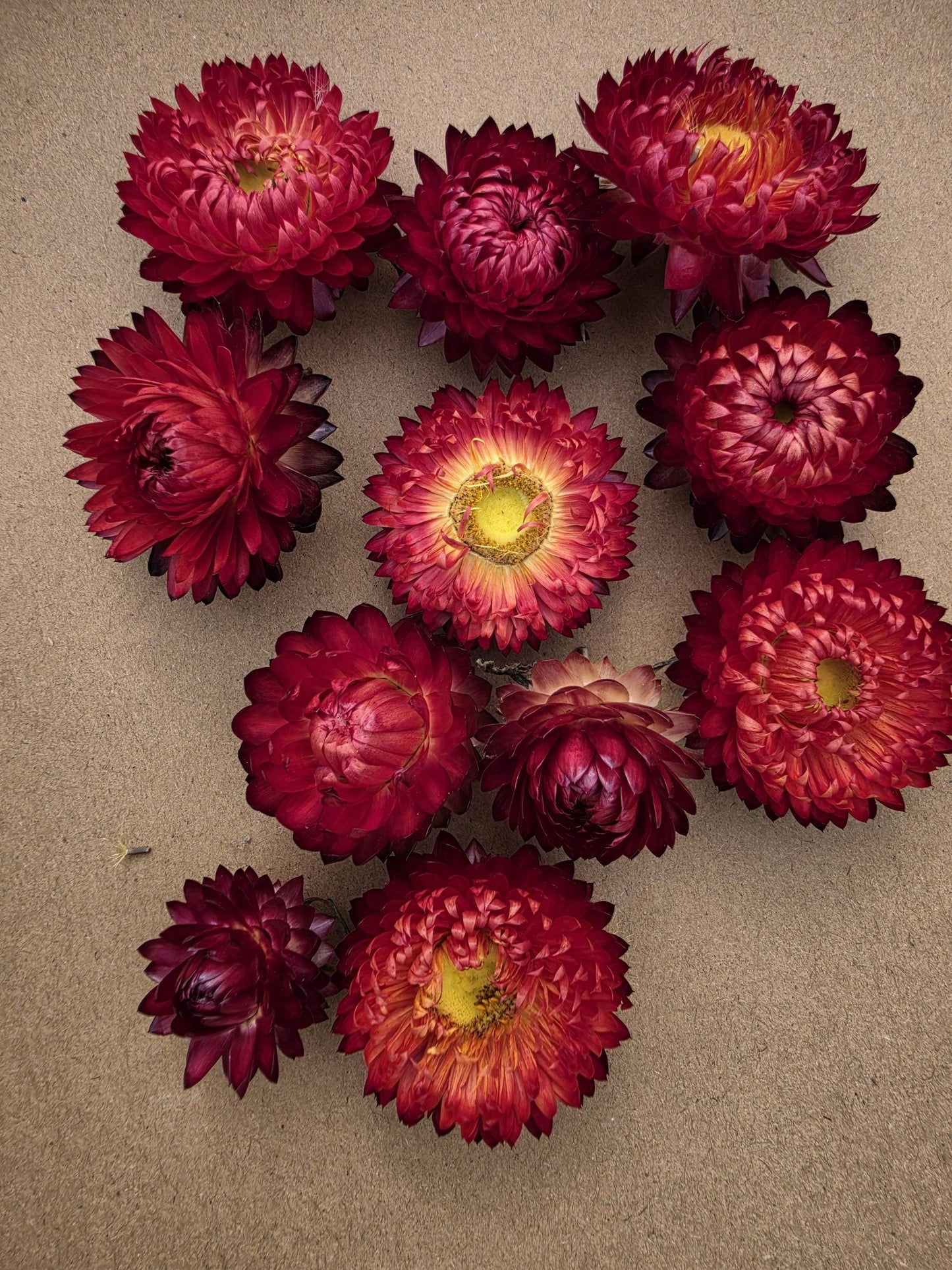 Organic Dried Strawflowers – Red for Crafts, Wedding decorations