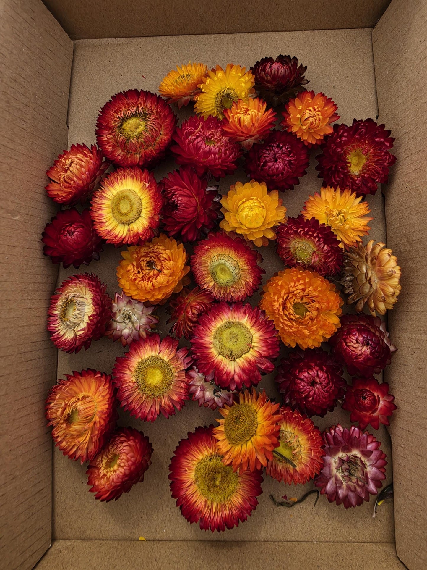 Organic Dried Strawflowers – Yellow, Orange, Red for Crafts, Wedding decorations
