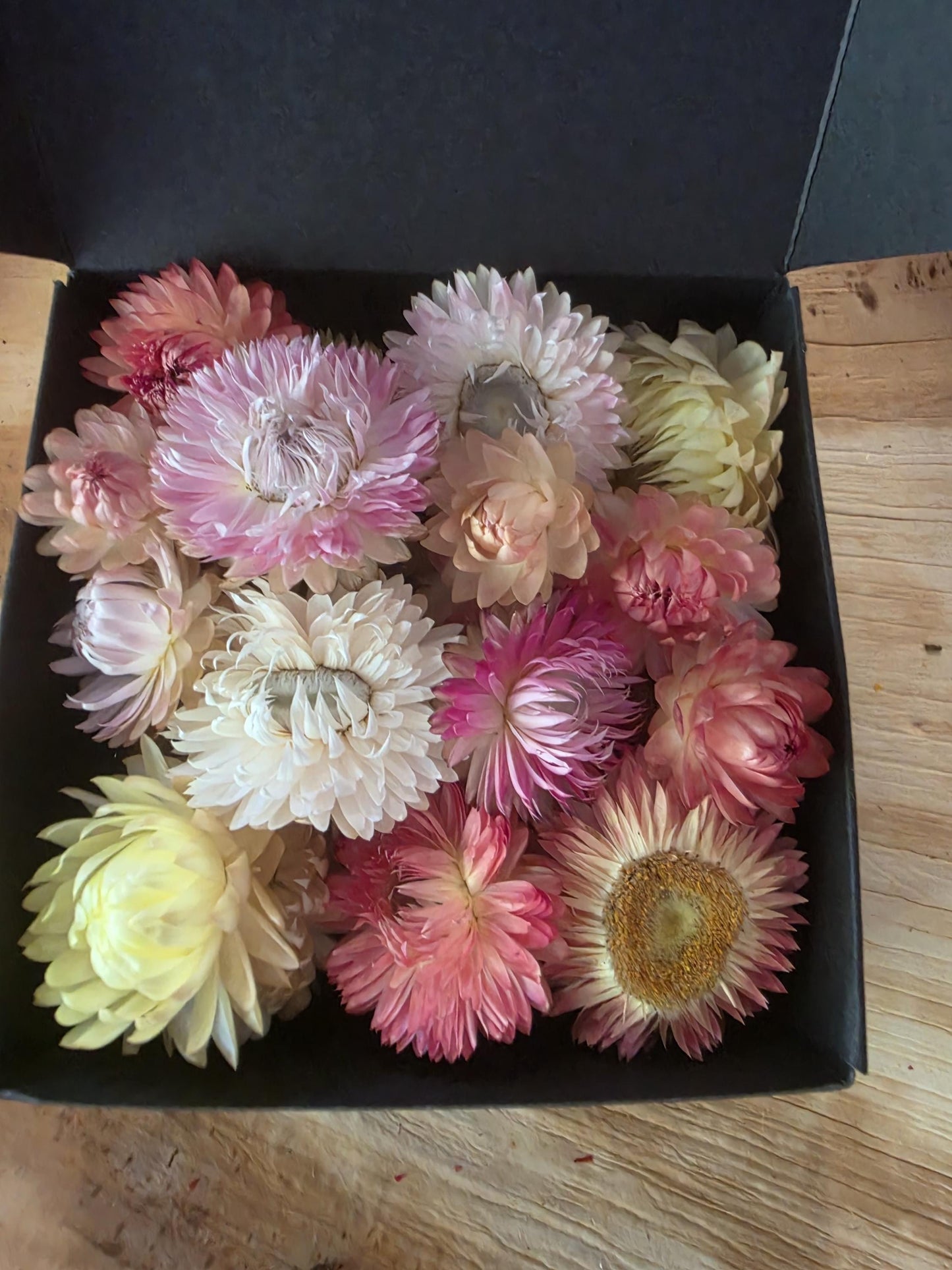 Organic Pastel Strawflowers – Apricot, Cream, Pink Dried Flowers for Art, Crafts and Weddings