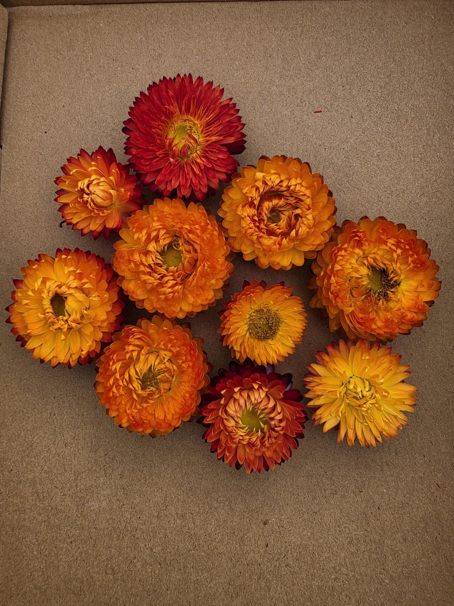 Organic Dried Strawflowers – orange for Crafts, Wedding decorations