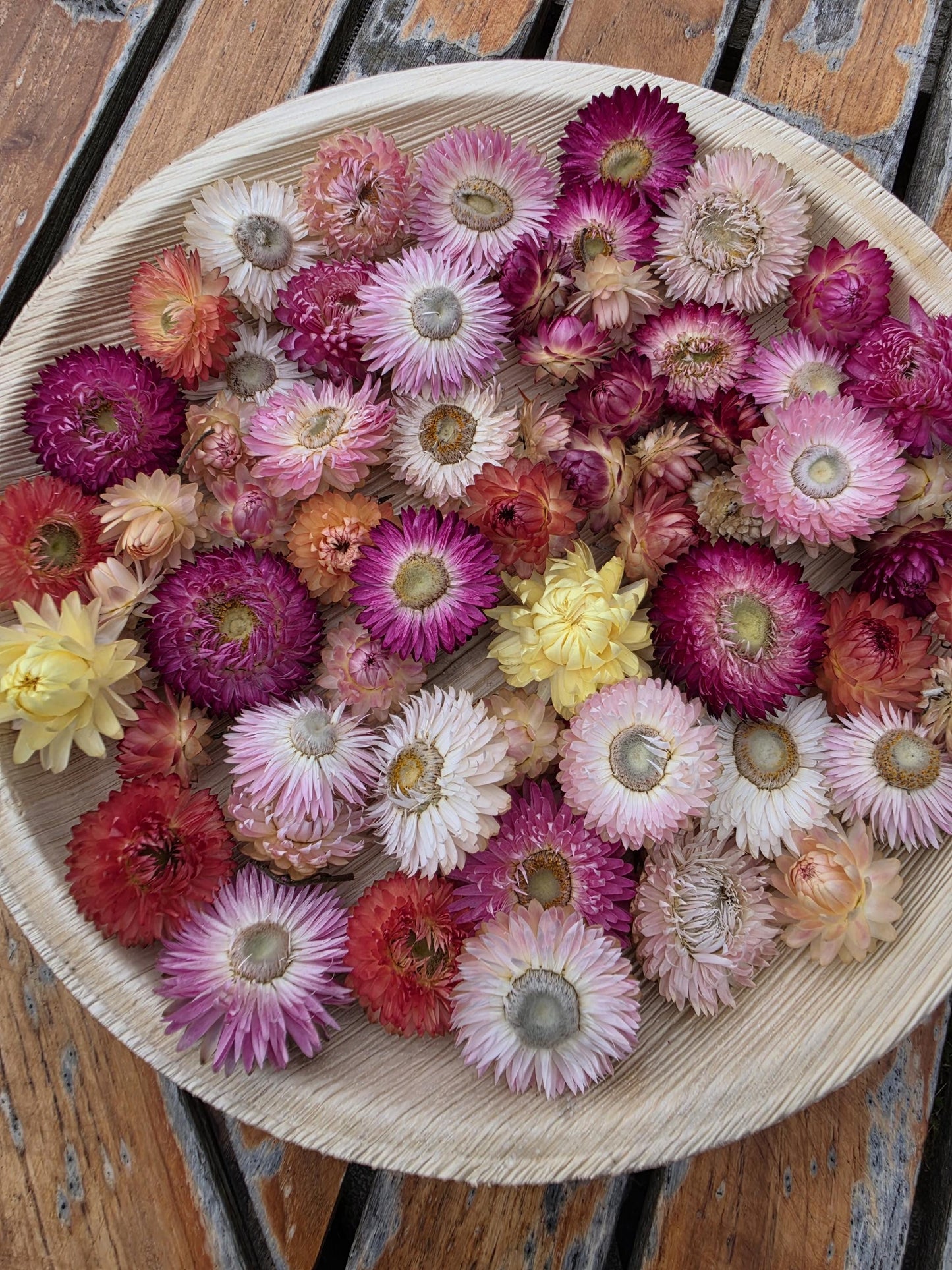 Organic Pastel & Pink  Strawflowers for Art, Crafts and Weddings