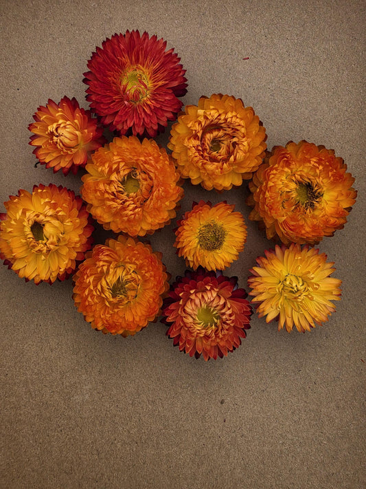 Organic Dried Strawflowers – orange for Crafts, Wedding decorations