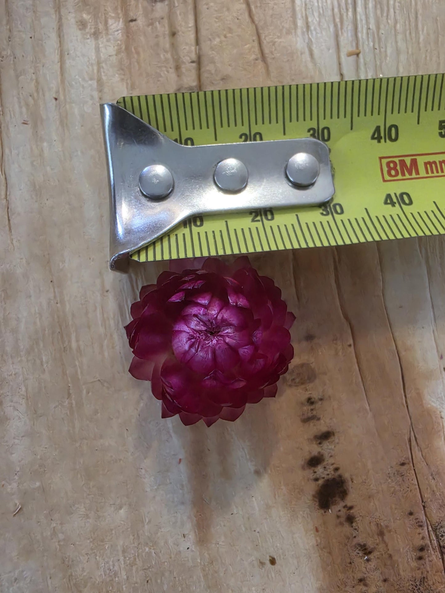 Organic Pink Strawflowers – Australian Dried Flowers for Crafts, Art, Weddings