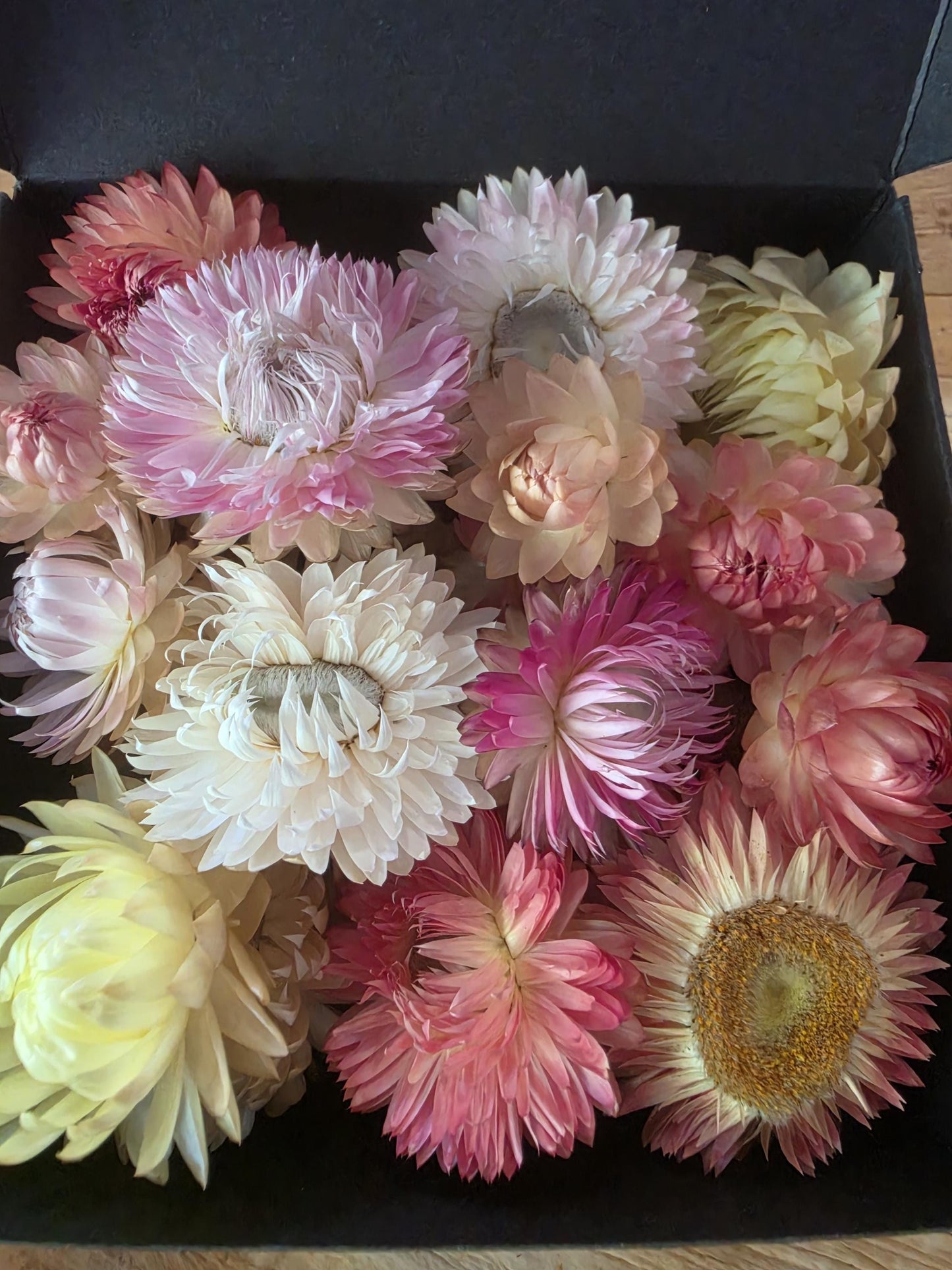 Organic Pastel & Pink  Strawflowers for Art, Crafts and Weddings