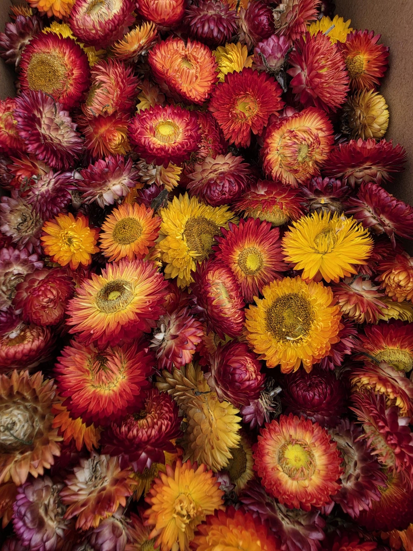 Organic Dried Strawflowers – Yellow, Orange, Red for Crafts, Wedding decorations