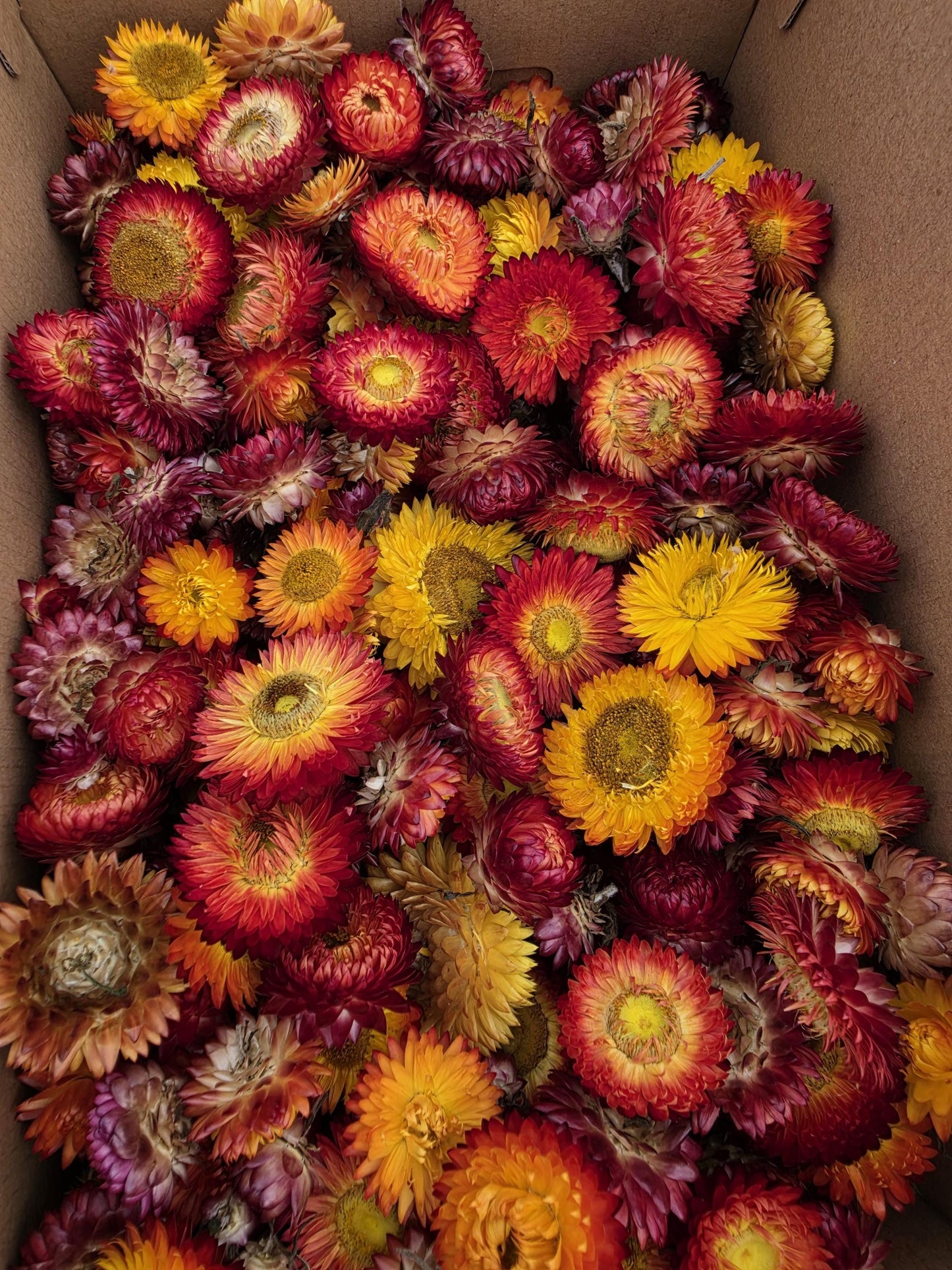 Organic Dried Strawflowers – Yellow, Orange, Red for Crafts, Wedding decorations