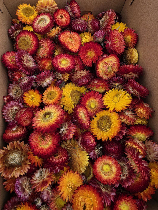 Organic Dried Strawflowers – Yellow, Orange, Red for Crafts, Wedding decorations