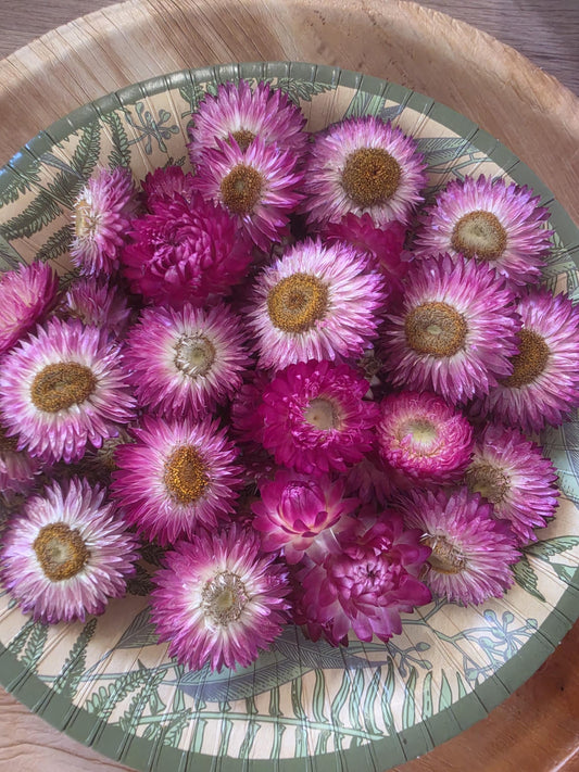 Organic Pink Strawflowers – Australian Dried Flowers for Crafts, Art, Weddings