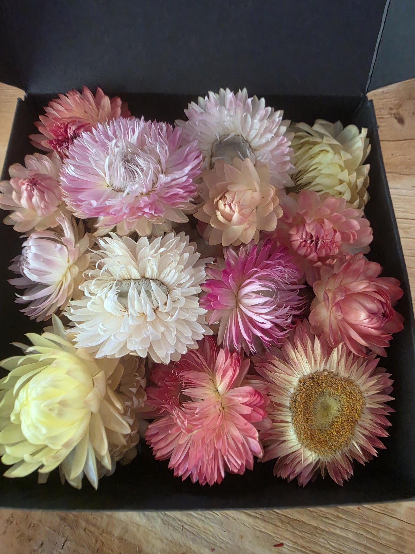 Organic Pastel Strawflowers – Apricot, Cream, Pink Dried Flowers for Art, Crafts and Weddings