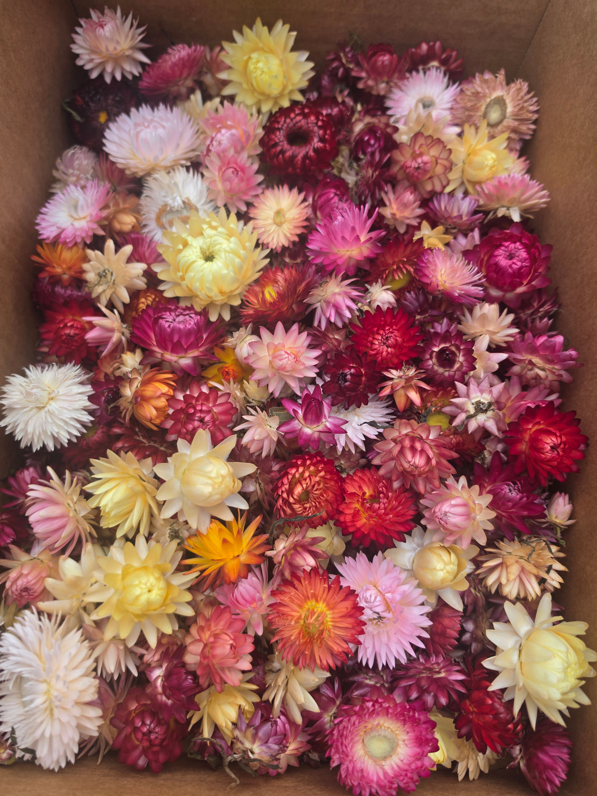 Mixed Colour Organic Strawflowers – Australian Dried Flowers for Crafts, Art, Weddings
