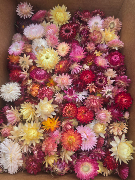 Mixed Colour Organic Strawflowers – Australian Dried Flowers for Crafts, Art, Weddings