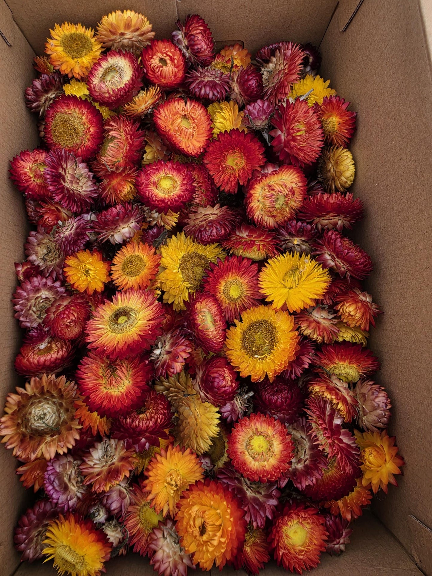 Organic Dried Strawflowers – Yellow, Orange, Red for Crafts, Wedding decorations