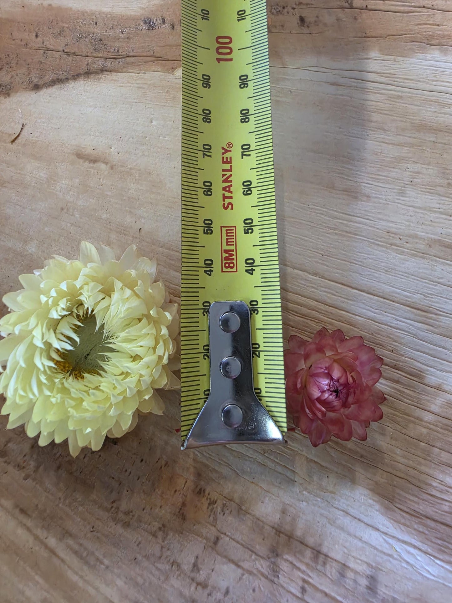 Organic Pastel Strawflowers – Apricot, Cream, Pink Dried Flowers for Art, Crafts and Weddings