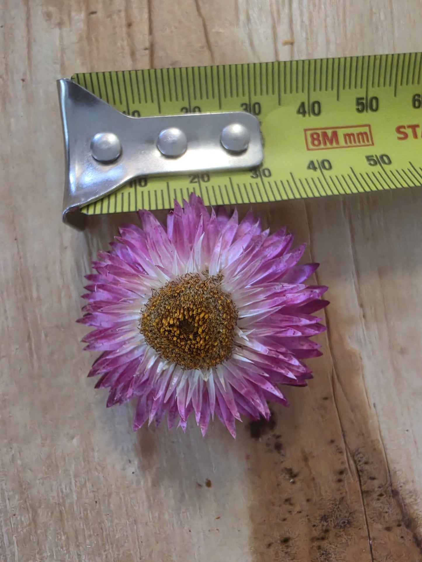 Organic Pink Strawflowers – Australian Dried Flowers for Crafts, Art, Weddings