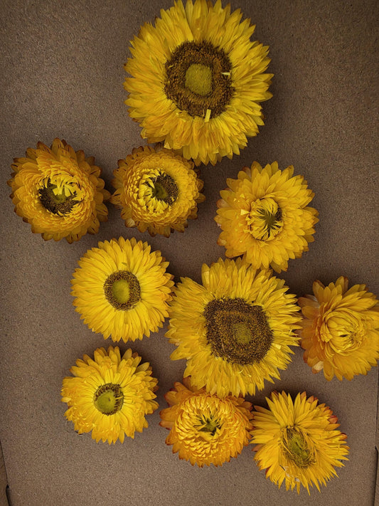 Organic Dried Strawflowers – Yellow for Crafts, Wedding decorations