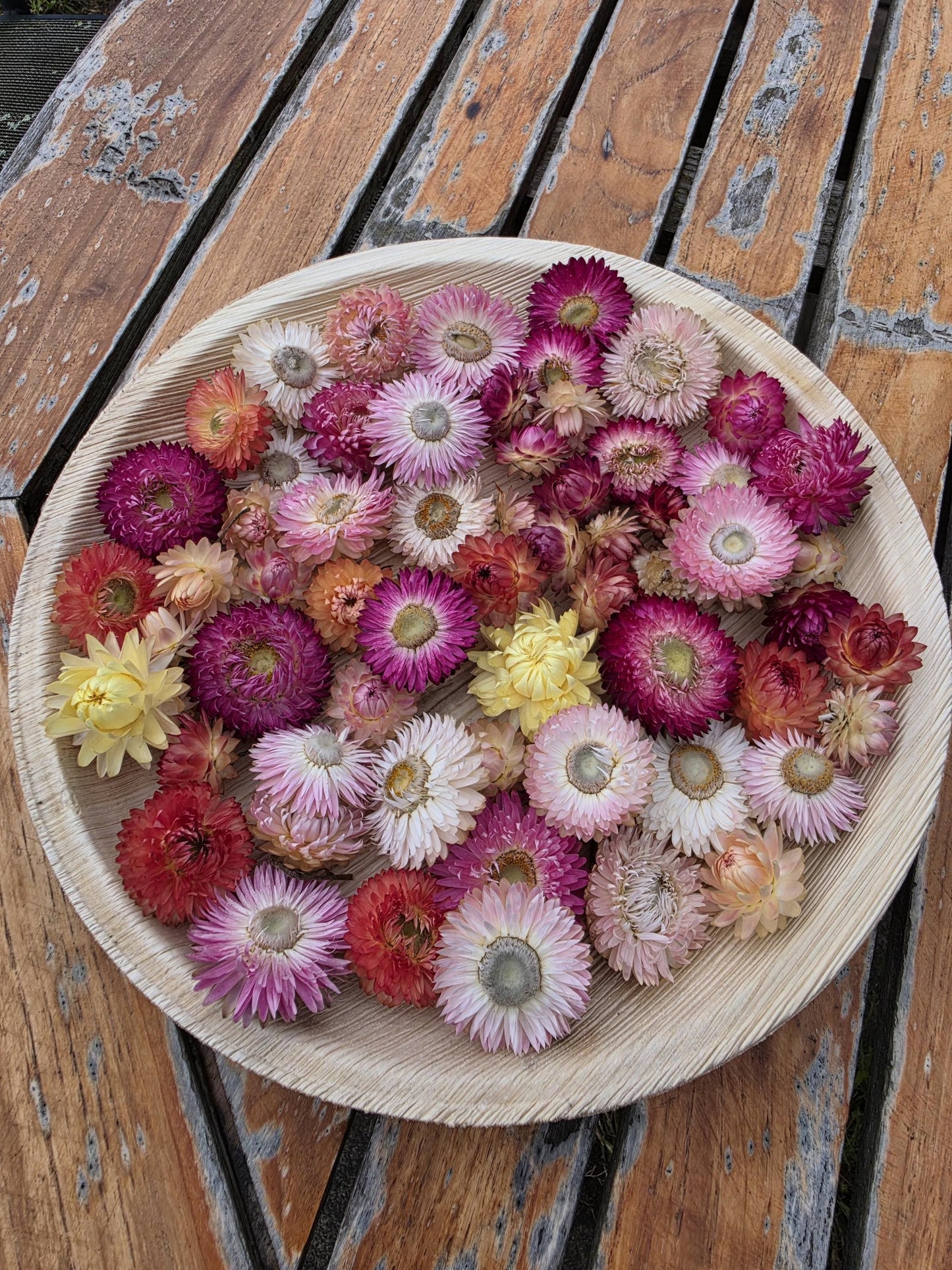 Organic Pastel & Pink  Strawflowers for Art, Crafts and Weddings