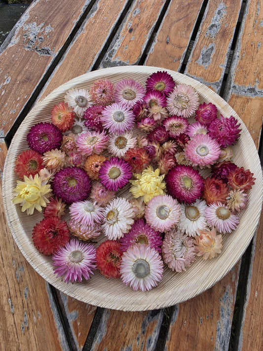 Organic Pastel & Pink  Strawflowers for Art, Crafts and Weddings